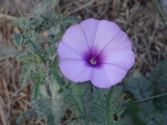 Convolvulus althaeoides althaeoides