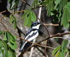 Batis molitor molitor