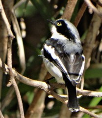 Batis molitor molitor