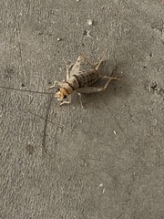 Gryllodes sigillatus
