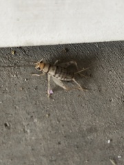 Gryllodes sigillatus