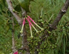 Globimetula assiana