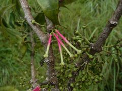 Globimetula assiana