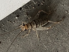 Gryllodes sigillatus