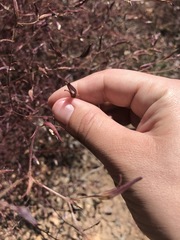 Cordylanthus tenuis brunneus