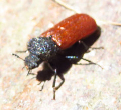 Bostrichus capucinus