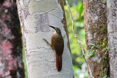 Xiphocolaptes albicollis