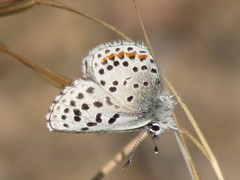 Euphilotes enoptes smithi