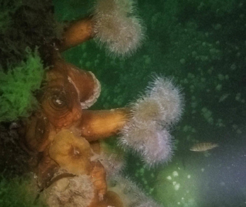 Plumose Anemone, photo 2 of 7