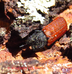 Bostrichus capucinus