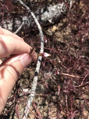 Cordylanthus tenuis brunneus