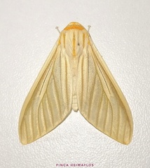 Munona iridescens