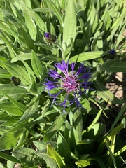 Centaurea montana