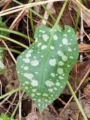 Pulmonaria officinalis