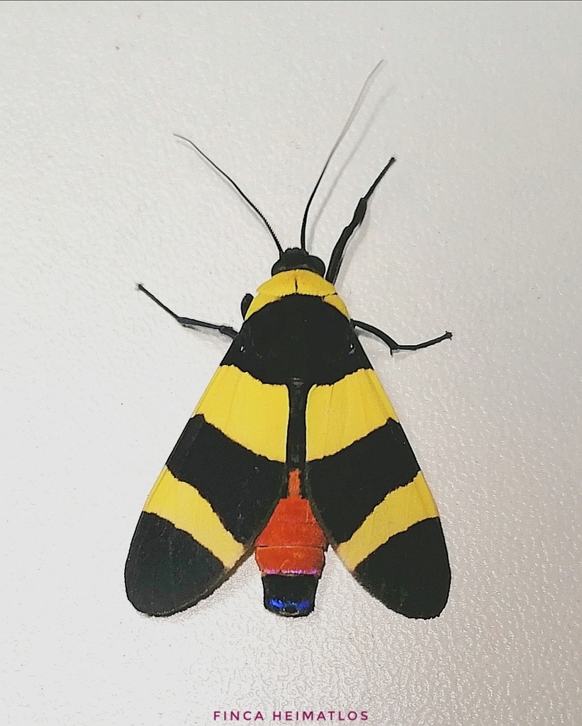 Viviennea moma
