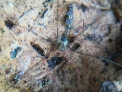 Mitostoma chrysomelas