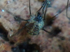 Mitostoma chrysomelas
