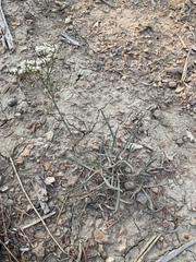 Eriogonum lonchophyllum