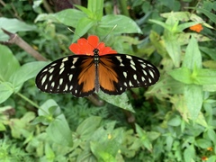 Heliconius hecale zuleika