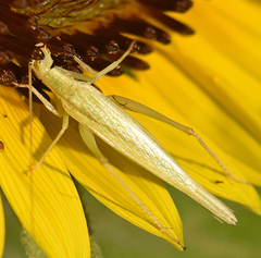 Oecanthus argentinus