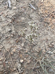 Eriogonum lonchophyllum