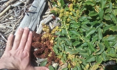 Rumex crassus