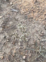 Eriogonum lonchophyllum