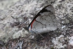 Perisama dorbignyi paula