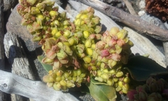 Rumex crassus