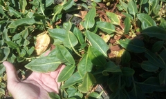 Rumex crassus