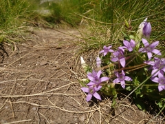 Gentianella rhaetica