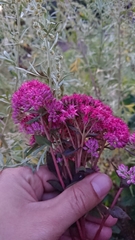 Hylotelephium telephium