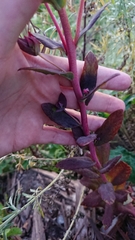 Hylotelephium telephium