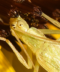 Oecanthus argentinus