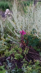Hylotelephium telephium