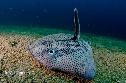 Yellowtail Surgeonfish