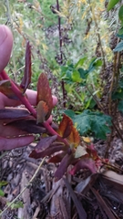 Hylotelephium telephium