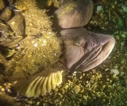 Ocean Pout