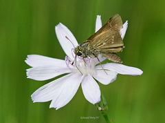 Hesperia attalus slossonae