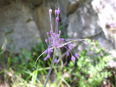 Allium carinatum pulchellum