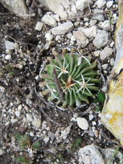 Echinofossulocactus phyllacanthus