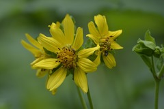 Smallanthus uvedalia