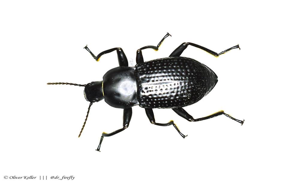 Polopinus nitidus