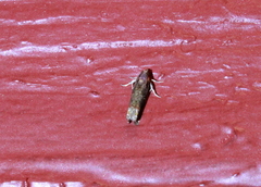 Eucosma ochroterminana