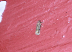 Eucosma ochroterminana