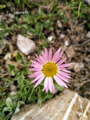 Xanthisma gymnocephalum