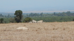 Ceratotherium simum