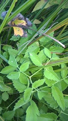 Ostericum palustre