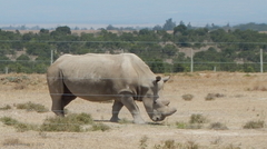 Ceratotherium simum
