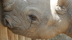 Ceratotherium simum